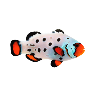 Payaso Frostbite