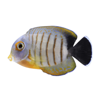 Cirujano Imitador Eibli (Mimic Eibli Tang)