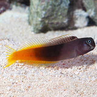 Blenio Flama (FlameTail Blenny)