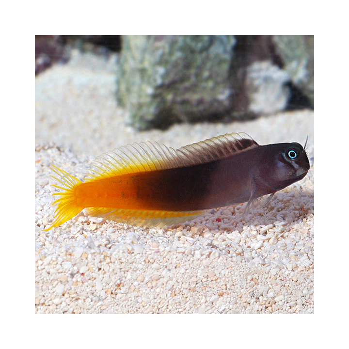 Blenio Flama (FlameTail Blenny)
